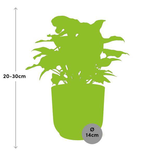 Purpurtute - Syngonium Arrow - Zimmerpflanze + Topf Vibes Fold 14cm Gelb