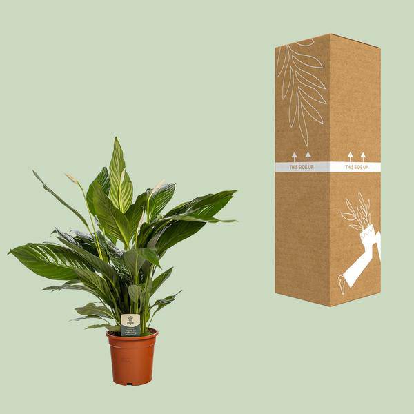 Einblatt Spathiphyllum Bingo Cupido – Zimmerpflanze – Ø19cm – 80cm Höhe – Friedenslilie mit weißen Blüten – luftreinigend & pflegeleicht