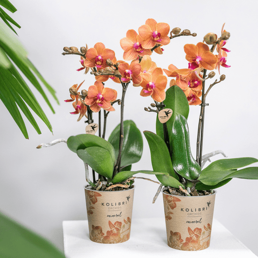 Phalaenopsis Orchideen Orange - Bozen - Topfgröße Ø9cm - blühende Zimmerpflanze - 2 Stück