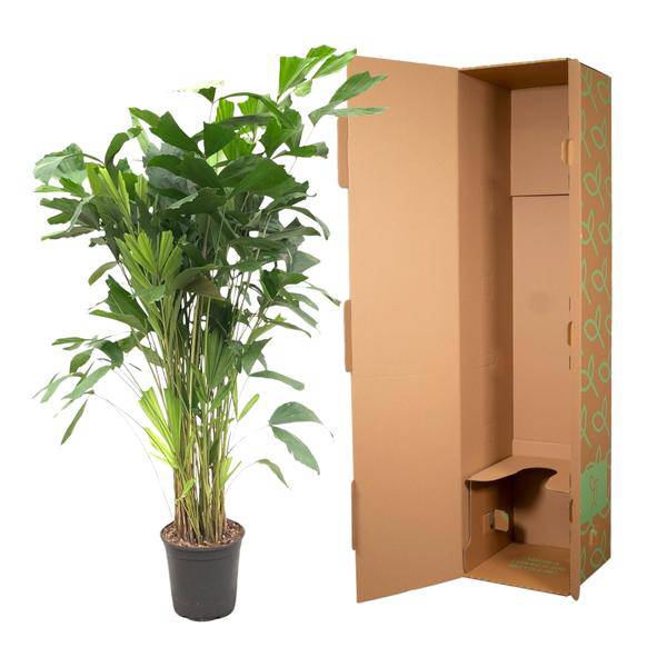 Caryota Mitis – Fischschwanzpalme – Zimmerpflanze ca. 140cm – ø24cm – Tropische Palme mit gefiederten Blättern für Wohnzimmer, Büro & Wintergarten