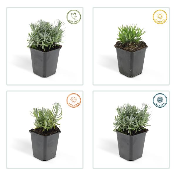 Lavender Lavandula 'Hidcote' – 40 Pflanzen – reich blühender Lavendel – Bodendecker & Gartenpflanze – Sonne & Gartenbeet – ↕10-25cm – Ø9cm