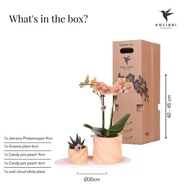 Phalaenopsis Orchidee Orange mit Grünpflanze im Candy Ziertopf auf weißem Bio-Tablett – Zimmerpflanzen Set – Geschenkidee – Dekoration
