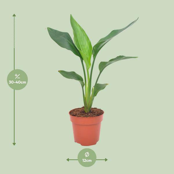 Paradiesvogelblume - Strelitzia Reginea - Zimmerpflanze - Ø12cm - ↕40cm