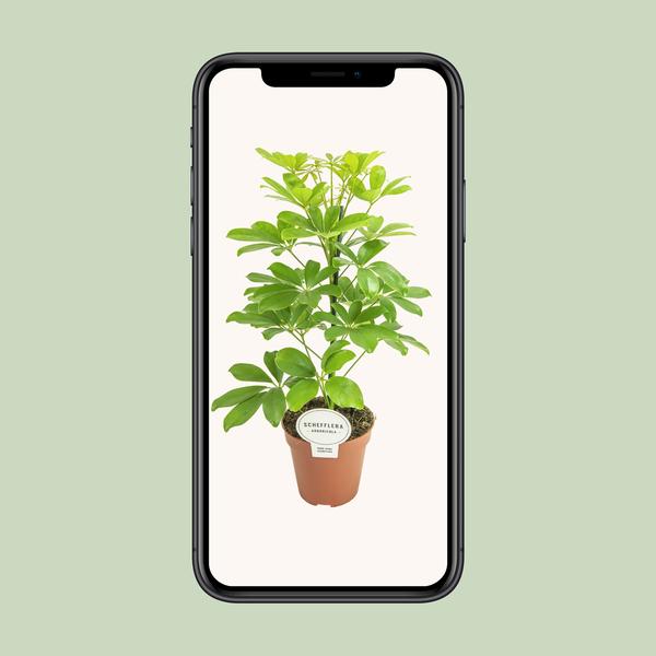 Strahlenaralie - Schefflera Nora - Zimmerpflanze - Ø13cm - ↕45cm