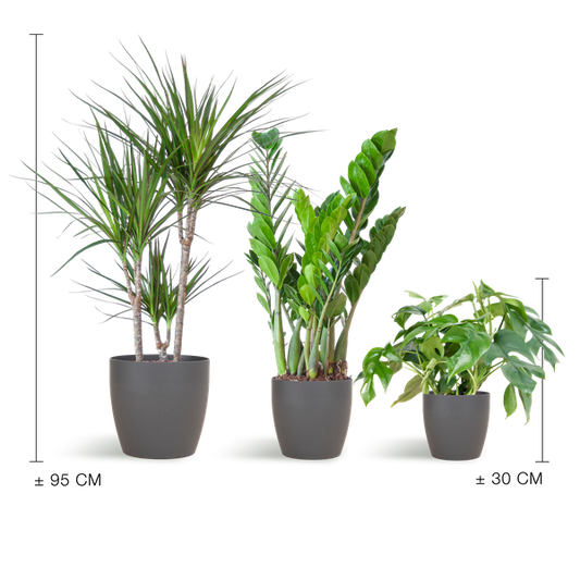 Schatten-Pflanzset – Zimmerpflanzen im Viber Topf Grau – Monstera, Zamioculcas & Dracaena – Halbschatten geeignet – Komplettset für Wohnzimmer & Büro