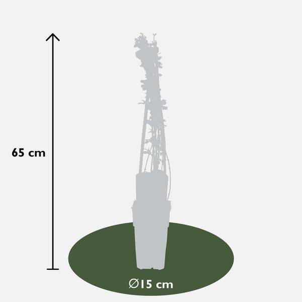 Winter-Jasmin - Jasminum nudiflorum - ↨65cm - Ø15cm - 3 Stück
