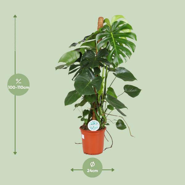 Köstliches Fensterblatt - Monstera Deliciosa - Zimmerpflanze - Ø24cm - ↕105cm