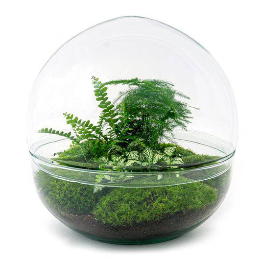Flaschengarten DIY Bausatz – Terrarium Kuppel XL – Ø30cm – Autarkes Mini-Ökosystem – Komplett-Set mit Pflanzen, Moos & Schritt-für-Schritt-Anleitung – Nachhaltiges Geschenk