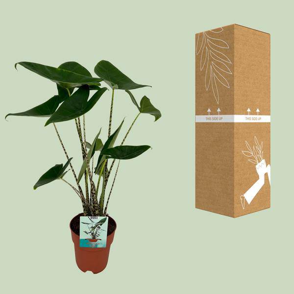 Alocasia Zebrina – Elefantenohr – Ø19cm x H75cm – Tropische Zimmerpflanze mit zebragestreiften Stielen – Exotischer Blickfang für Wohnzimmer & Büro – Pflegeleicht im Halbschatten