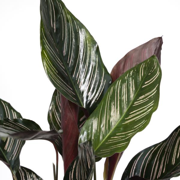 Korbmarante Calathea Ornata – Zimmerpflanze Ø14cm – ca. 50cm hoch – Exotische Blattzeichnung – Pflegeleichte Zimmerpflanze für Zuhause & Büro