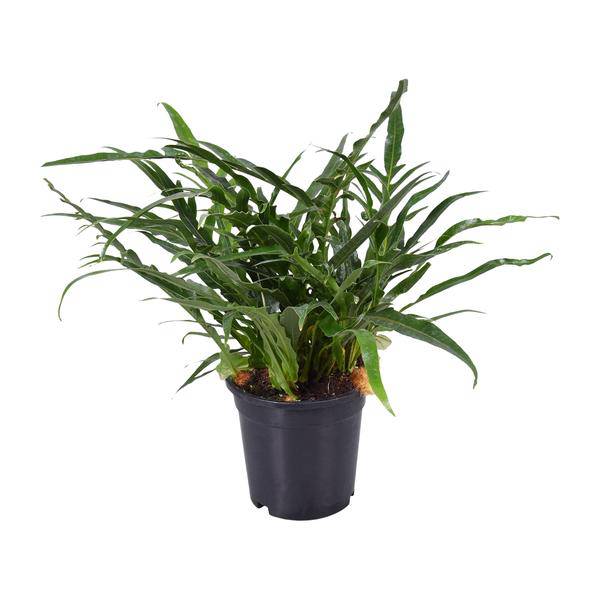 Schlangenhautfarn - Aglaomorpha coronans - Zimmerpflanze - Ø17cm - ↕45cm