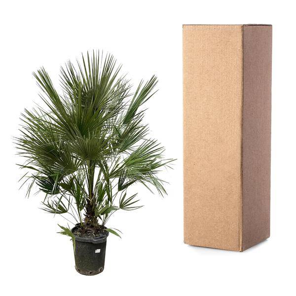 Grüne Zwergpalme - Chamaerops Humilis - 200cm - ø40cm