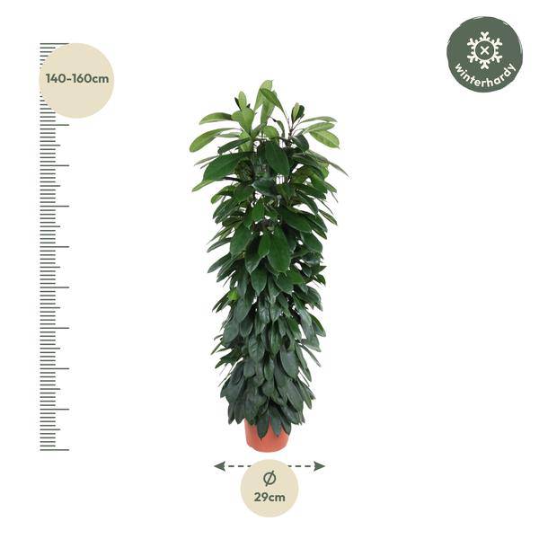 Gummibaum – Ficus Cyathistipula 150cm – Ø29cm – Elegante Zimmerpflanze mit glänzenden grünen Blättern – Immergrüne Dekopflanze für Wohnzimmer, Büro & Wintergarten – Pflegeleicht