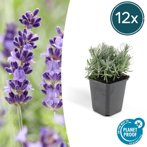 Lavendel – Lavandula angustifolia 'Hidcote' – Zierpflanze – Ø9 cm – 12 Pflanzen – blühfreudig & pflegeleicht – Sommerblüte