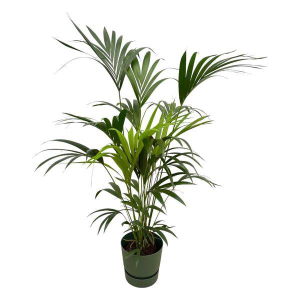 Kentia Palme – Forstersche Kentia – Zimmerpflanze ca. 160cm – ø30cm – inkl. Pflanzgefäß Greenville Grün – Tropische XL-Zimmerpalme für Wohnzimmer, Büro & Wintergarten