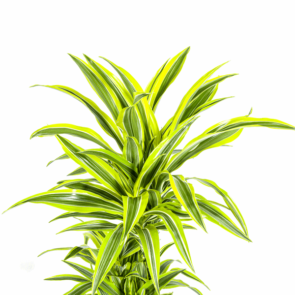 Dracaena Deremensis Zitronenlimette Ø24cm - ↕130 - 150cm