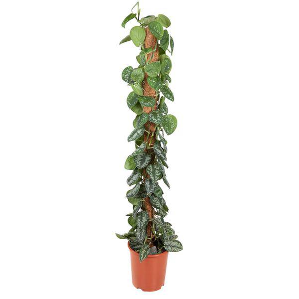 Efeutute - Epipremnum Pictus Trebie - Moos Stock - 150cm - ø27cm