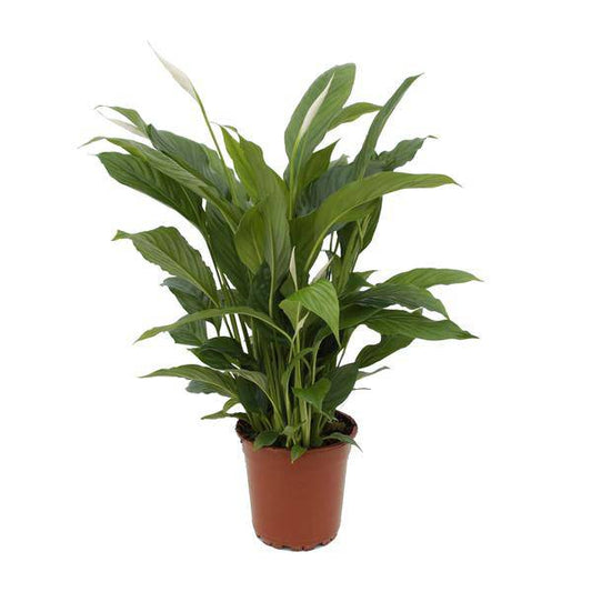 Einblatt – Spathiphyllum Torelli – Friedenslilie Zimmerpflanze 65cm – Ø17cm – Grünpflanze mit weißen Blüten – Luftreinigende Zimmerpflanze für Wohnzimmer, Schlafzimmer & Büro – Pflegeleicht