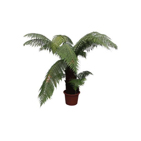 Taschenfarn - Dicksonia Antarctica - Zimmerpflanze - 180cm - ø50cm