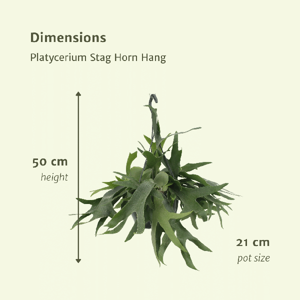 Platycerium Hirschhorn-Hang - Ø21cm - ↕50cm - Oasis of Life