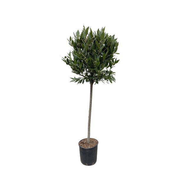 Echter Lorbeer - Laurus nobilis - 210cm - ø40cm