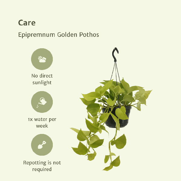 Efeutute - Epipremnum Golden Pothos Scindapsus - Zimmerpflanze - Ø15cm - ↕25cm - 2 Stück