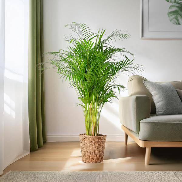 Areca-Palme Dypsis – Goldfruchtpalme – Zimmerpflanze – 120 cm – Ø24 cm – inkl. Pflanzkorb Torun – Luftreinigende Palme für Wohnzimmer und Büro