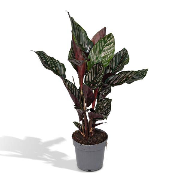 Korbmarante Calathea Ornata – Zimmerpflanze Ø14cm – ca. 50cm hoch – Exotische Blattzeichnung – Pflegeleichte Zimmerpflanze für Zuhause & Büro