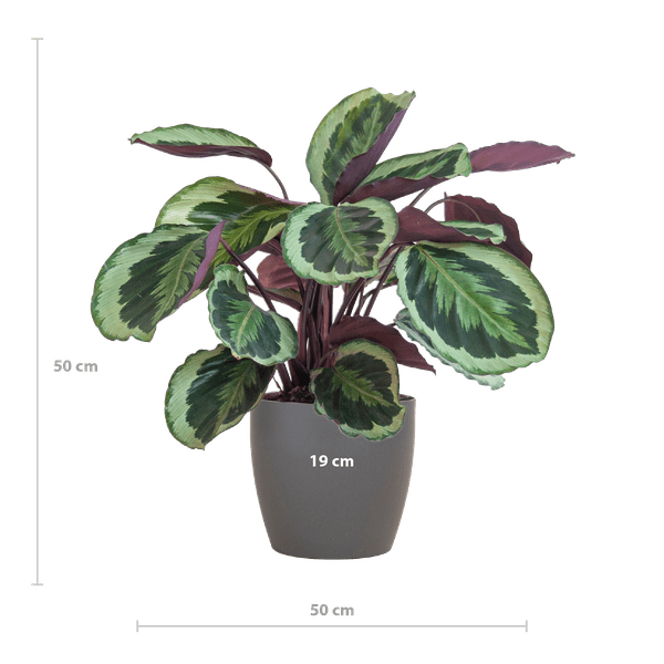 Calathea Medaillon 65cm – Korbmarante Zimmerpflanze Ø21cm im grauen Viber Topf – tropische Grünpflanze mit dekorativen Blättern