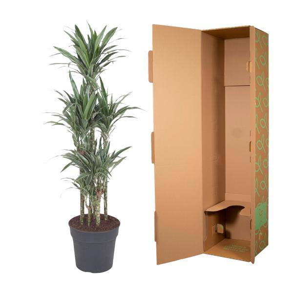 Drachenbaum - Dracaena Warneckei Karussell - Zimmerpflanze - 140 cm - ø31cm