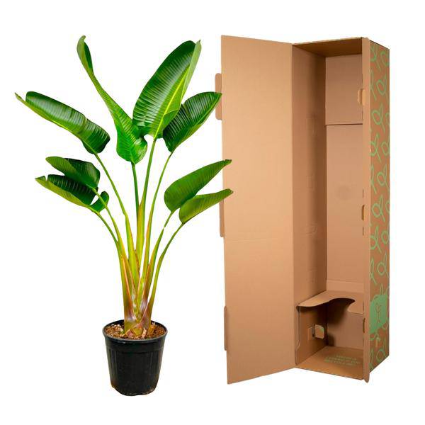 Baum-Strelitzie - Strelitzia Augusta - Zimmerpflanze - 160cm - Ø24cm