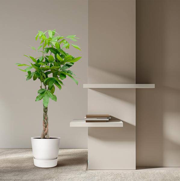 Glückskastanie – Pachira Aquatica – Zimmerpflanze 150cm – Ø27cm – Geldbaum mit geflochtenem Stamm – Exotische Grünpflanze für Wohnzimmer & Büro – Pflegeleicht