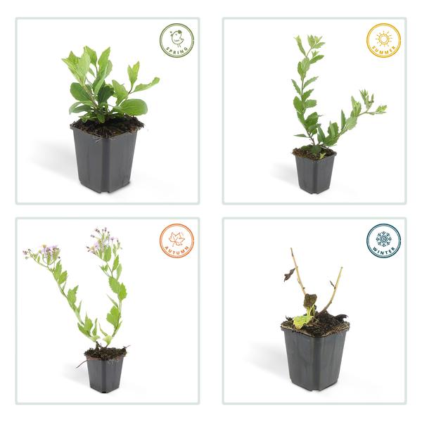 Wild-Aster Aster ageratoides 'Asran' – ↕10-25cm – Ø9cm – 12 Pflanzen – Herbstblüher für Sonne – Reichblühende Staude für Garten & Balkon