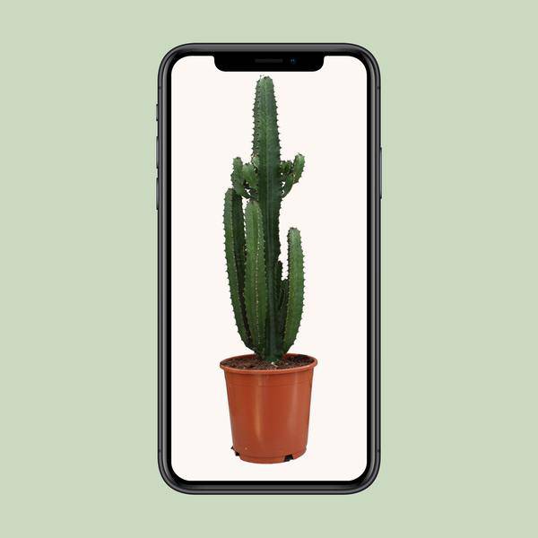Kaktus 'Dreikantige Wolfsmilch' - Euphorbia Trigona Rubra - Zimmerpflanze - Ø24cm - ↕90cm