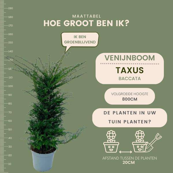 Eibe - Eibenhecke - 10 Meter Hecke - ↨100-125 cm - 20 Stück