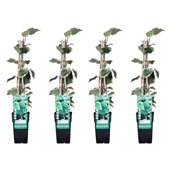 Bunter Efeu – Hedera algeriensis 'Gloire de Maren' – 4 Pflanzen – ca. 65 cm hoch – Ø15 cm-Topf – Winterharte & Immergrüne Kletterpflanze für Garten, Balkon & Innenbereich