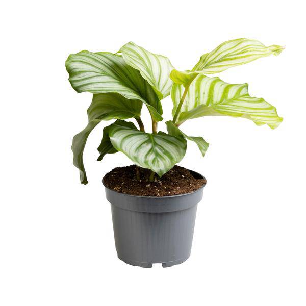 Korbmarante - Calathea Orbifolia - Zimmerpflanze - Ø12cm - ↕25cm