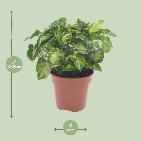 Purpurtute - Syngonium Pixie - Zimmerpflanze - Ø12cm - ↕20cm