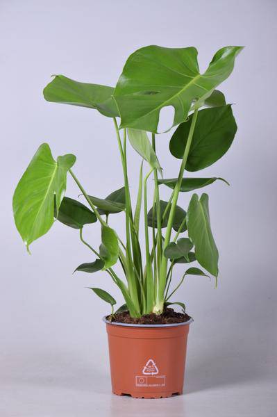 Köstliches Fensterblatt - Monstera Deliciosa - Zimmerpflanze - Ø17cm - ↕60cm