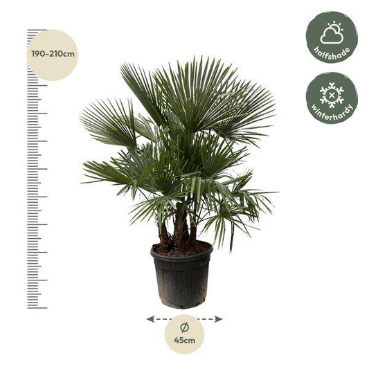 Hanfpalme – Trachycarpus mehrstämmig 230cm – Ø50cm – XXL-Palme mit fächerförmigen Blättern – Exotische Kübelpflanze für Garten, Terrasse, Wintergarten & Wohnzimmer – Pflegeleicht
