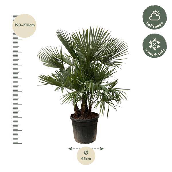 Hanfpalme – Trachycarpus mehrstämmig 230cm – Ø50cm – XXL-Palme mit fächerförmigen Blättern – Exotische Kübelpflanze für Garten, Terrasse, Wintergarten & Wohnzimmer – Pflegeleicht