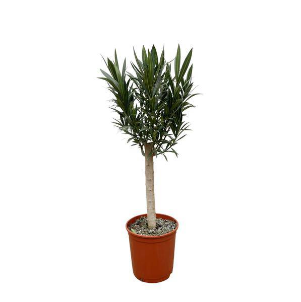 Rosenlorbeer – Nerium Oleander 110cm – Ø22cm – Immergrüne Kübelpflanze mit weißen Blüten – Mediterrane Zierpflanze für Garten, Terrasse & Balkon – Duftend & pflegeleicht
