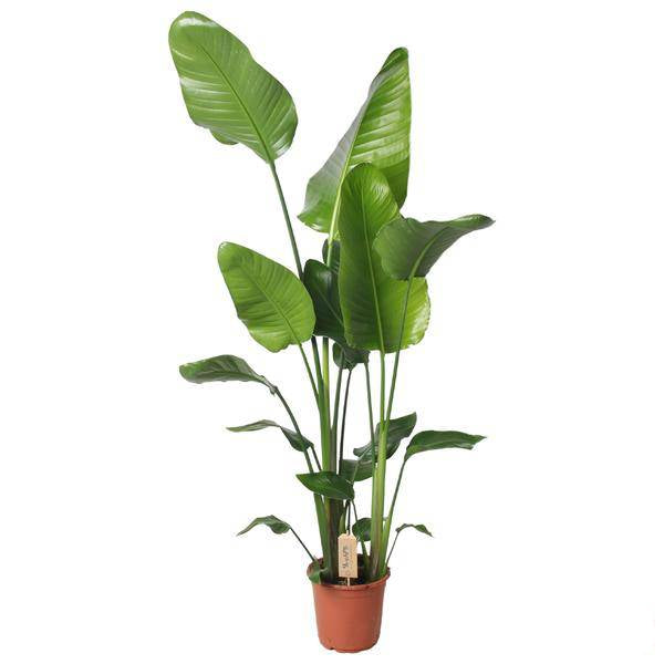 Baum-Strelitzie Strelitzia Nicolai – Ø21cm – 130cm hoch – Elegante Zimmerpflanze – Tropisches Flair für Zuhause