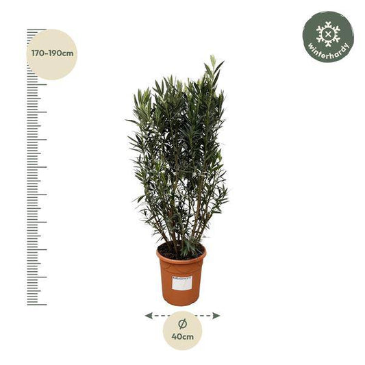 Rosenlorbeer – Nerium Oleander Strauch 180cm – Ø40cm – Immergrüne Kübelpflanze mit duftenden Blüten – Mediterrane Zierpflanze für Garten, Terrasse & Balkon – Pflegeleicht