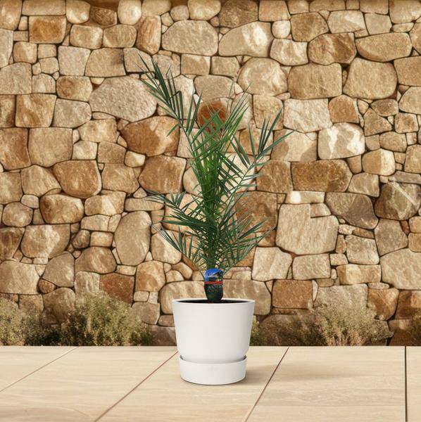 Phoenix Canariensis – Kanarische Dattelpalme – Exotische Zimmer- und Kübelpflanze – Palme für Garten, Terrasse & Wohnung – Ø15cm – ↕80cm