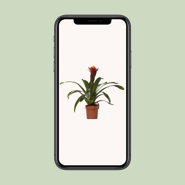 Bromelie - Guzmania Happiness - Zimmerpflanze - Ø12cm ↕45cm