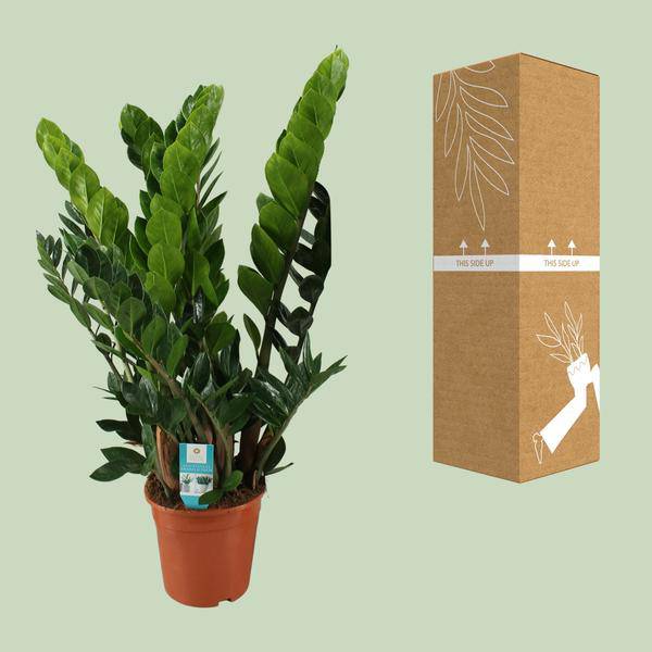 Glücksfeder – Zamioculcas Zamiifolia – Zimmerpflanze – Ø 21 cm Topf – Höhe ca. 80 cm – Pflegeleichte, robuste Grünpflanze