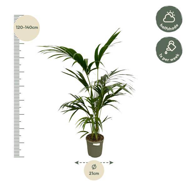 Kentia-Palme – Howea forsteriana – Exklusive Zimmerpalme – ↕130cm – Ø21cm – Tropische Grünpflanze für Wohnzimmer, Büro & Wintergarten – Elegante Palme mit dunkelgrünen Blättern