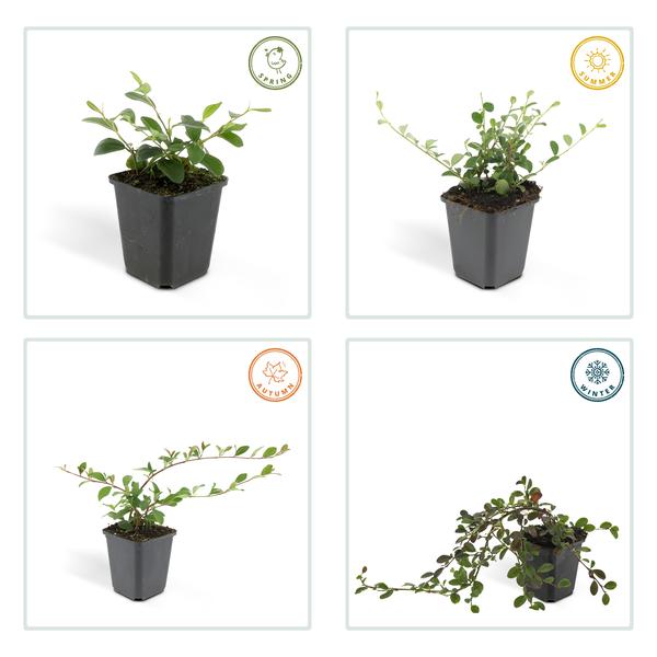 Teppich-Zwergmispel Cotoneaster dammeri – 12 Pflanzen – ↕10-25cm – Ø9cm – Bodendecker – Blühend & pflegeleicht – Sonne & Schatten