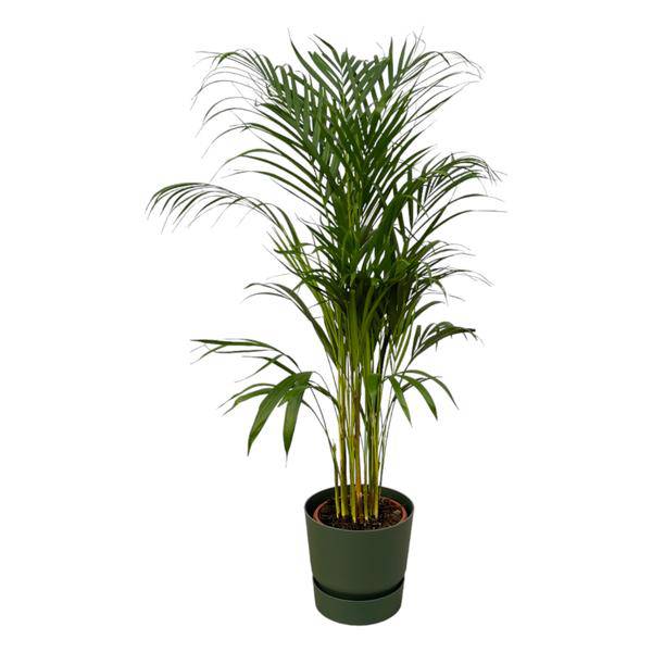 Areca Palme – Betelpalme – Zimmerpflanze ca. 110cm – ø21cm – inkl. Pflanzgefäß Greenville Grün D24xH23 – Tropische Zimmerpalme für Wohnzimmer, Büro & Wintergarten
